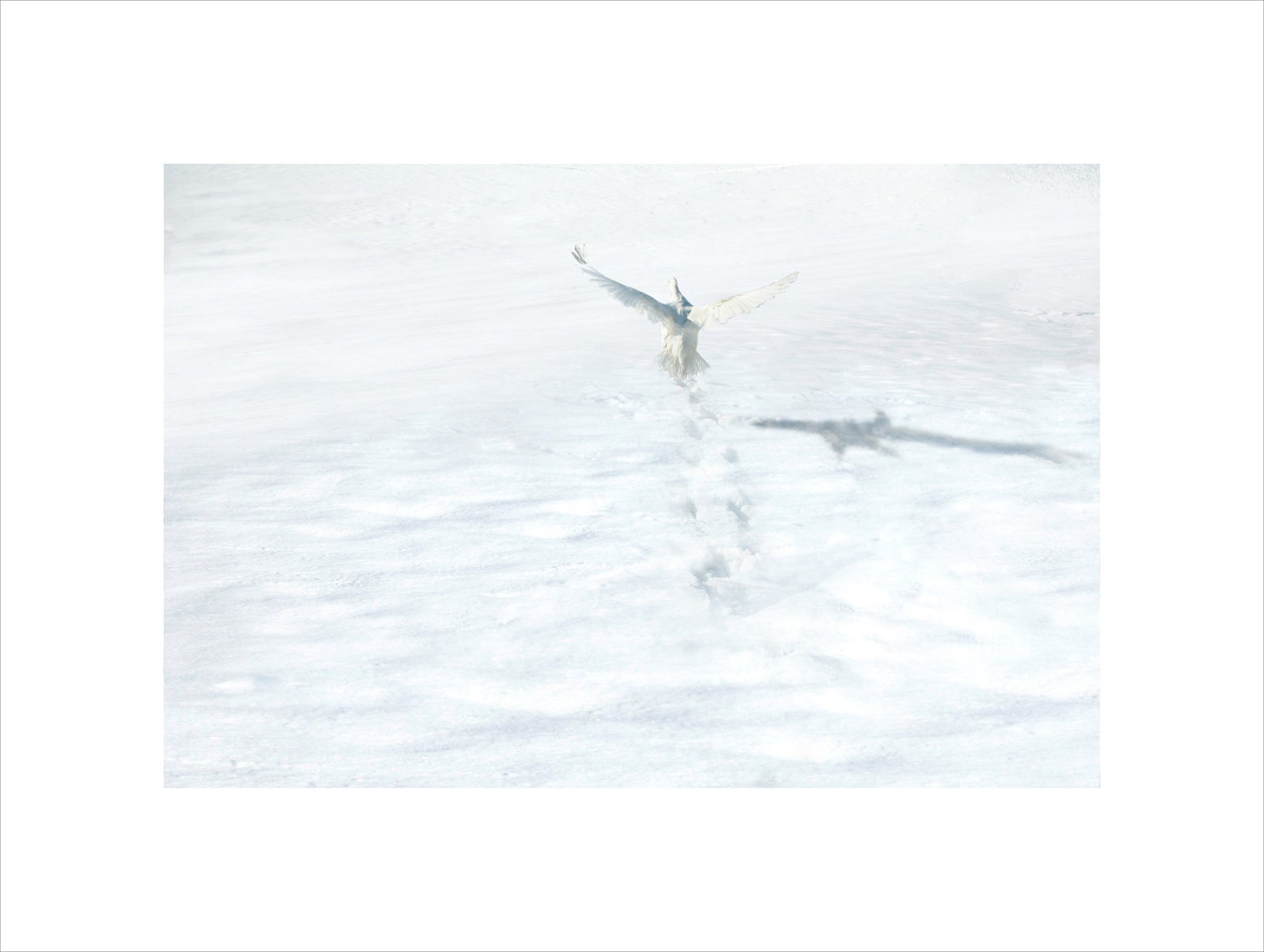geese 3
