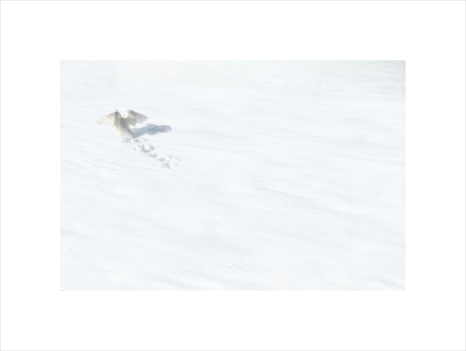 geese 8