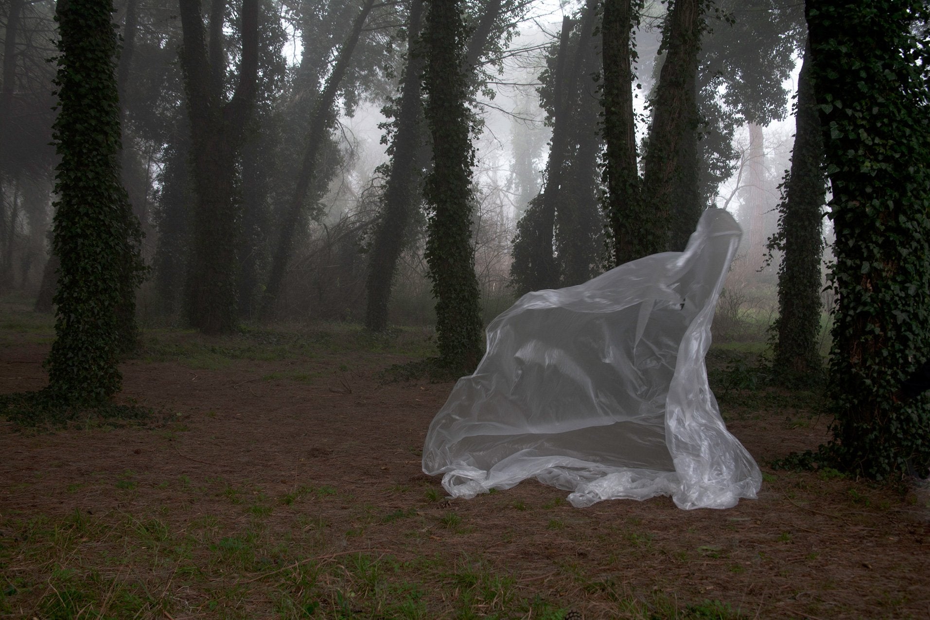 plastica animistica photoscultura pineta 2